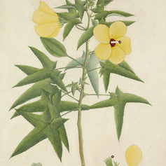 Ambrette