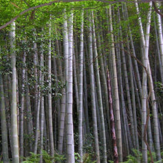 Bamboo