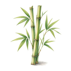 Bamboo - 香水 - TheFirstScent - Hong Kong