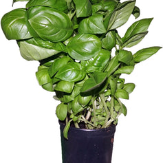 Basil
