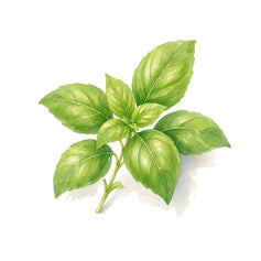 Basil