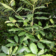 Bay Leaf