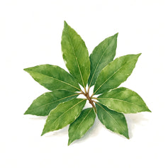 Bay Leaf