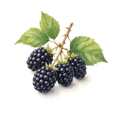 Blackberry