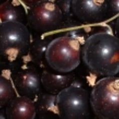 Black Currant