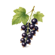 Black Currant - 香水 - TheFirstScent - Hong Kong