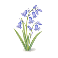 Bluebell