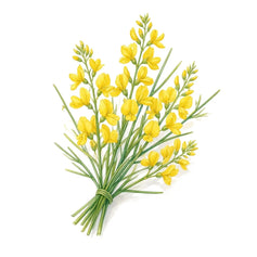 Broom