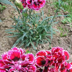 Carnation