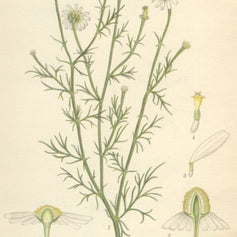 Chamomile