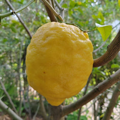 Citron