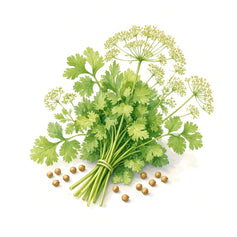 Coriander