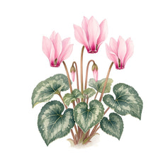 Cyclamen