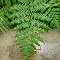 Fern