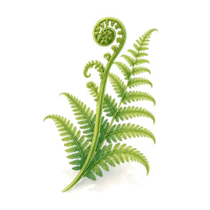Fern - 香水 - TheFirstScent - Hong Kong