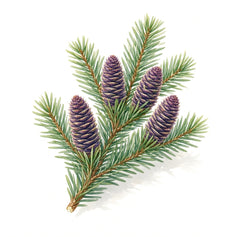 Fir
