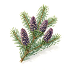 Fir