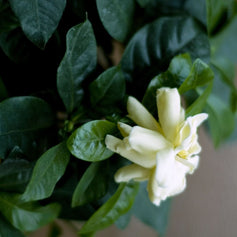 Gardenia