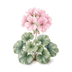 Geranium