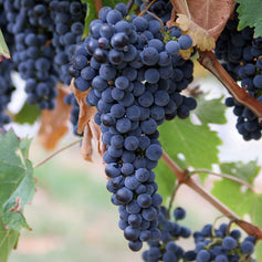 Grape