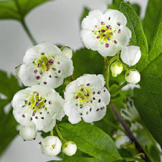 Hawthorn