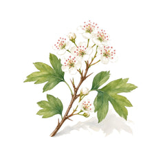 Hawthorn