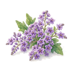 Heliotrope