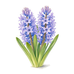 Hyacinth