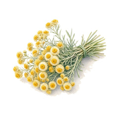 Immortelle