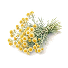 Immortelle