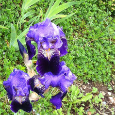 Iris