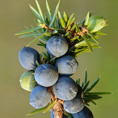 Juniper