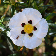 Labdanum
