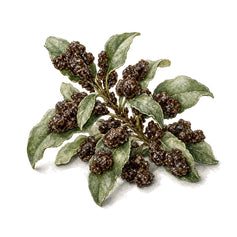Labdanum