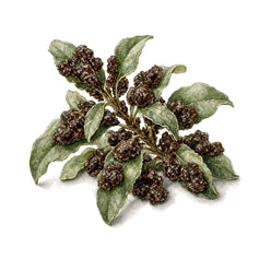 Labdanum - 香水 - TheFirstScent - Hong Kong