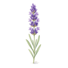 Lavender - 香水 - TheFirstScent - Hong Kong