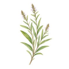 Lemon Verbena