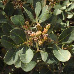 Lentiscus