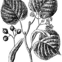 Linden Blossom