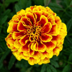 Marigold