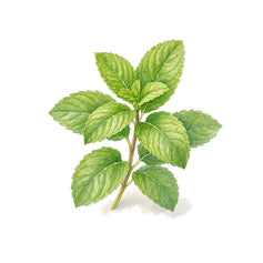 Mint