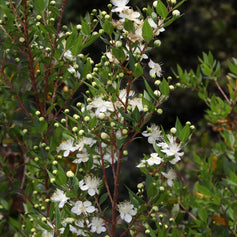 Myrtle
