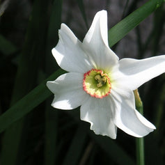 Narcissus