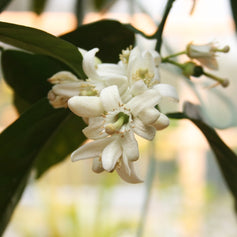 Neroli
