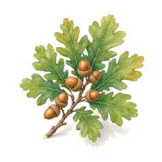 Oak