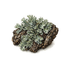 Oakmoss