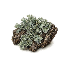 Oakmoss