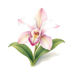 Orchid