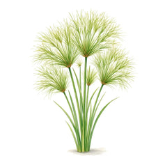 Papyrus - 香水 - TheFirstScent - Hong Kong