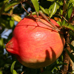 Pomegranate
